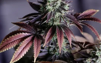 How to Breed Your Own Weed Strain
