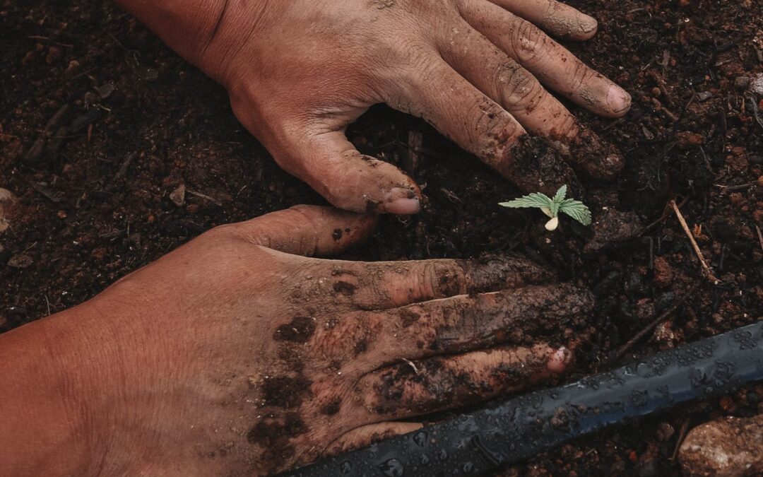 A Comparison of US, EU and Canadian Cannabis Seed Markets