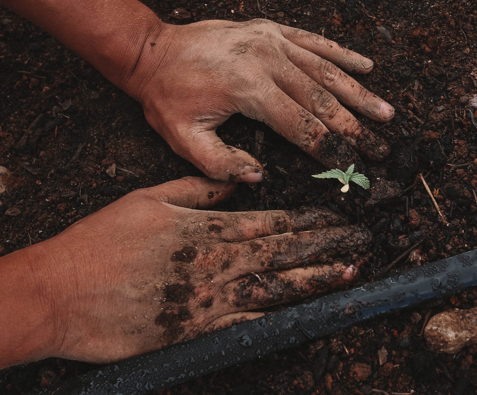 Hands Planting Cannabis Seed