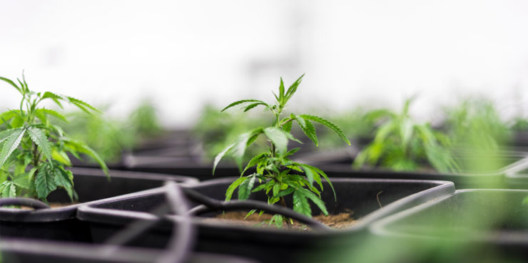 cannabis plants growing indoors.