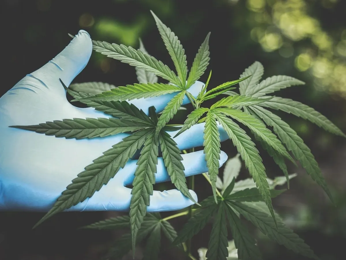 Gloved hands holding a marijuana plant's leaves.