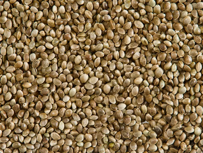 Innumerable cannabis seeds up close. 