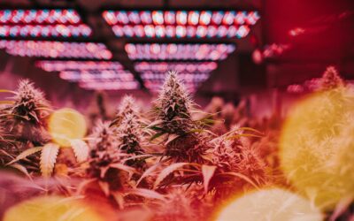 A Beginner’s Guide to Cannabis Genetics