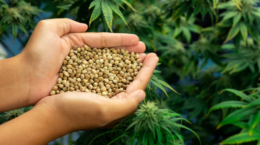 Hands cupped holding a handful of cannabis seeds in front of flowering marijuana plants.