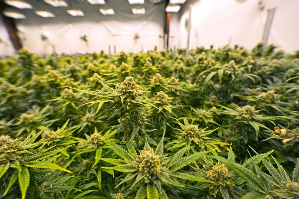 Cannabis Cultivation and Breeding Facility
