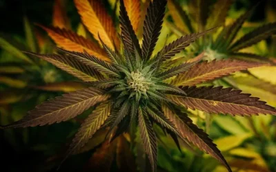 The Rarest Cannabis Strains in 2023