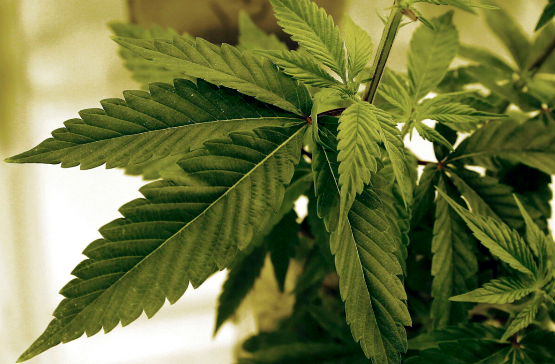 New York Approves Homegrown Marijuana Amid Retail Concerns