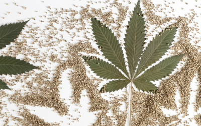Diversify and Thrive: Integrating Premium Cannabis Seeds into Your Existing Hemp Product Catalog