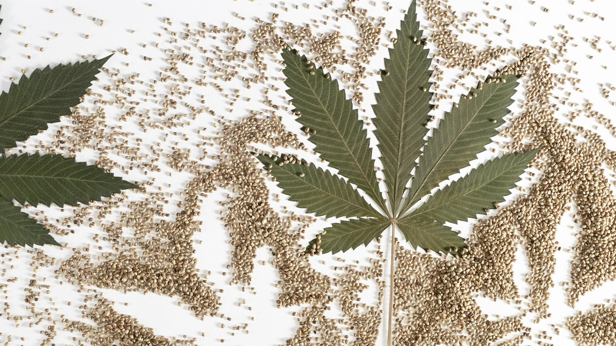 Diversify and Thrive: Integrating Premium Cannabis Seeds into Your Existing Hemp Product Catalog