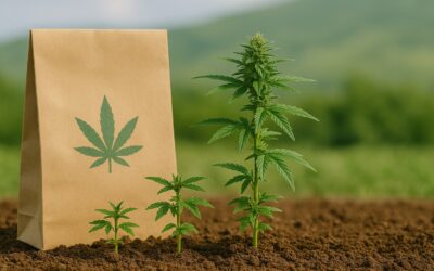 Feminized vs. Autoflower Cannabis Seeds: Which is Right for Your Grow?